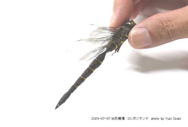 IMG_0122kosibosoyanma.JPG